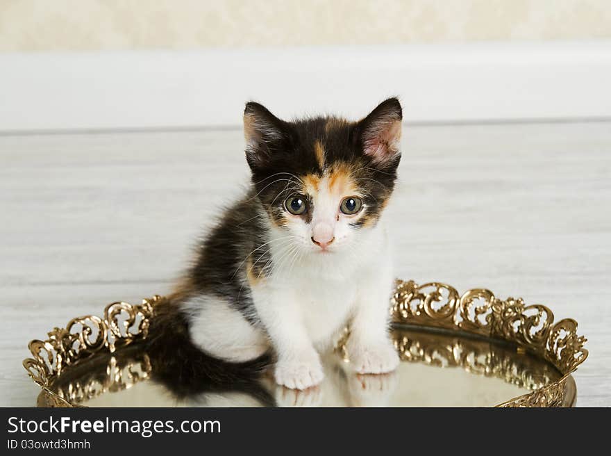 Calico Kitten