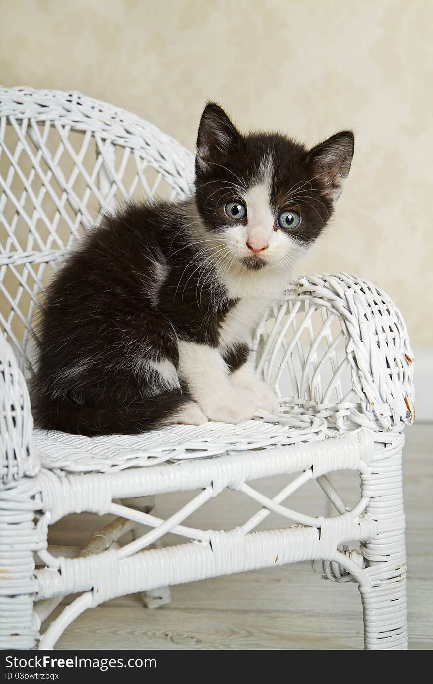 Black and White Kitten sitting and posing in little Wicker Chair. Black and White Kitten sitting and posing in little Wicker Chair