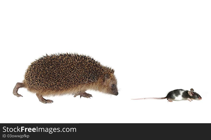 Chasing mouse hedgehog on white background