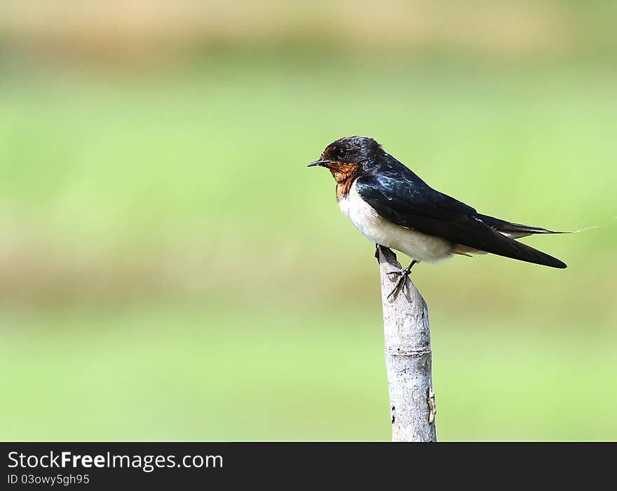 A Swallow Hold The Bamboo