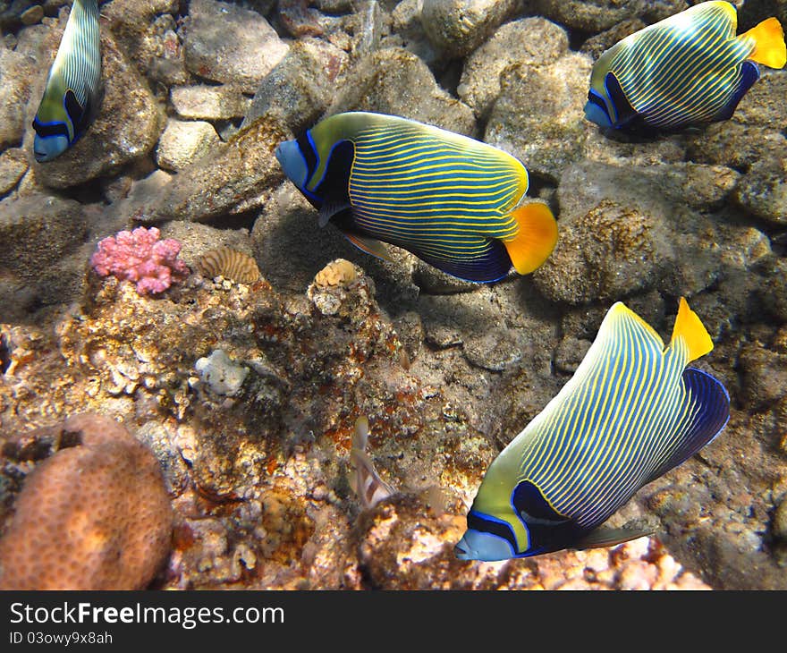 Marine angelfish of the family Pomacanthidae Coral Reef Eilat Gulf Red Sea