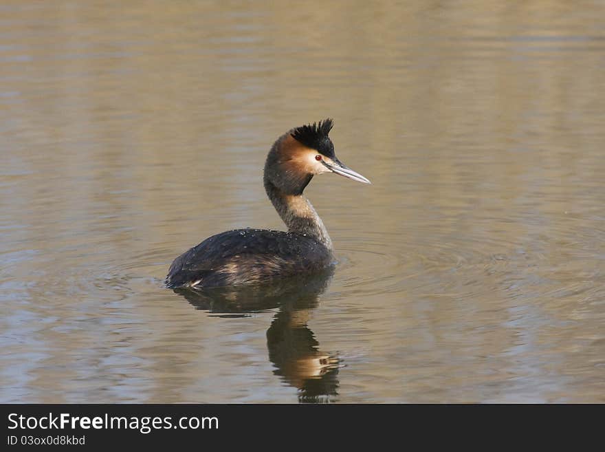 Great Crested Grebe