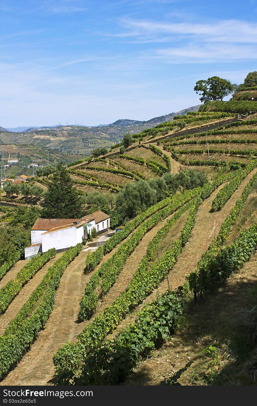 Vineyards of port wine in Douro valley, Portugal. Vineyards of port wine in Douro valley, Portugal