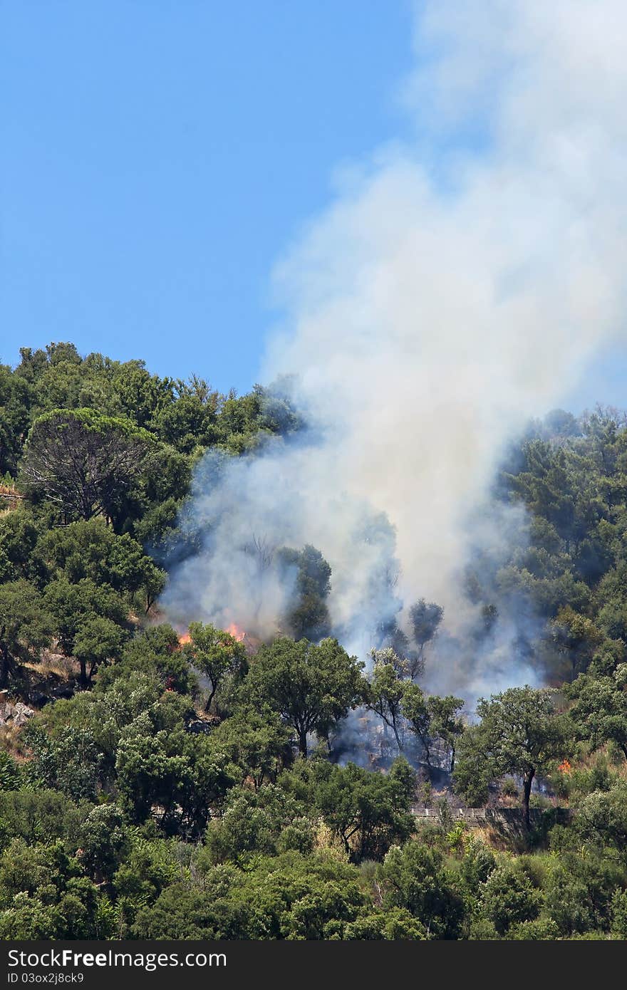 View of a fire in the forest of oaks and pines on the slopes of the Douro River
