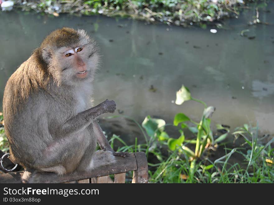 This monkey which is pets, sit down at her caged house beside the river with full of factory waste. This monkey which is pets, sit down at her caged house beside the river with full of factory waste.