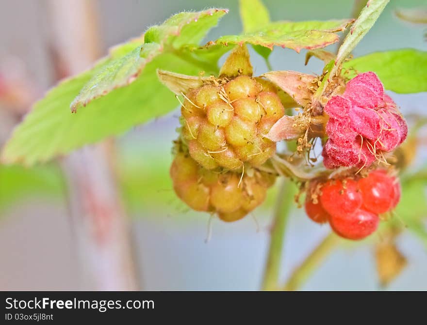 Raspberry Hanging on a bush in the garden