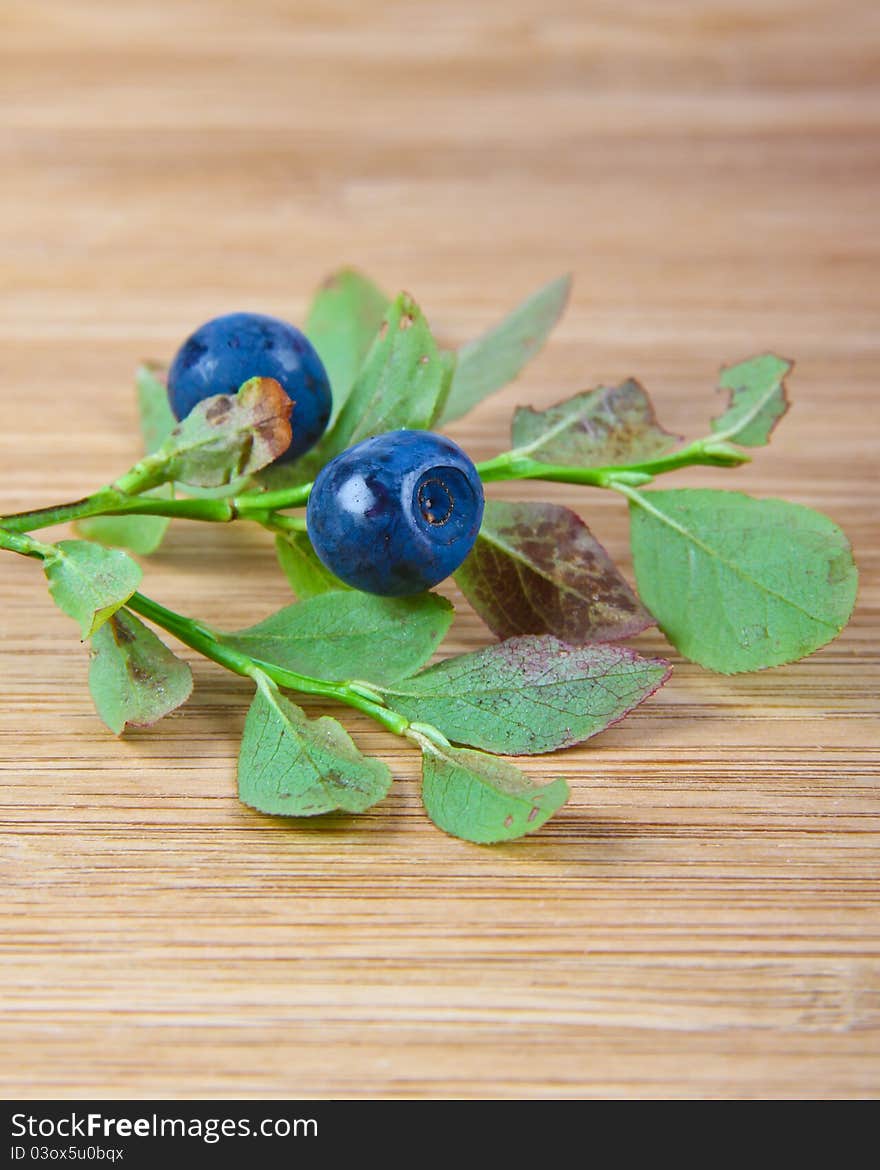 Blue berries in the forest