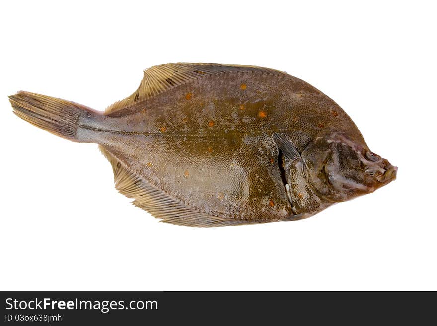 Plaice fish. Close up on white background