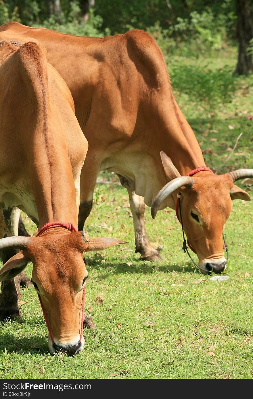 Two Brown Cows eat grass