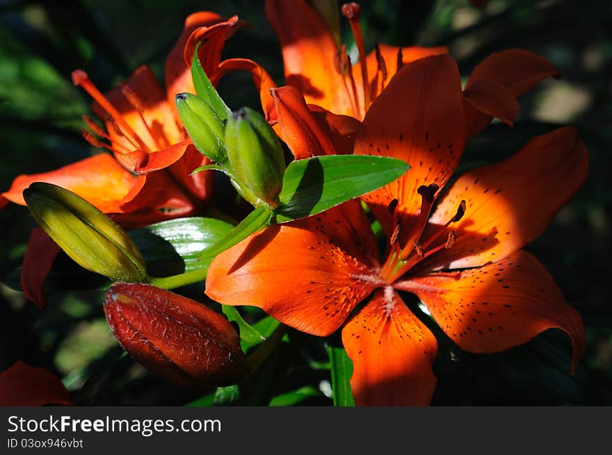 Red Lilies