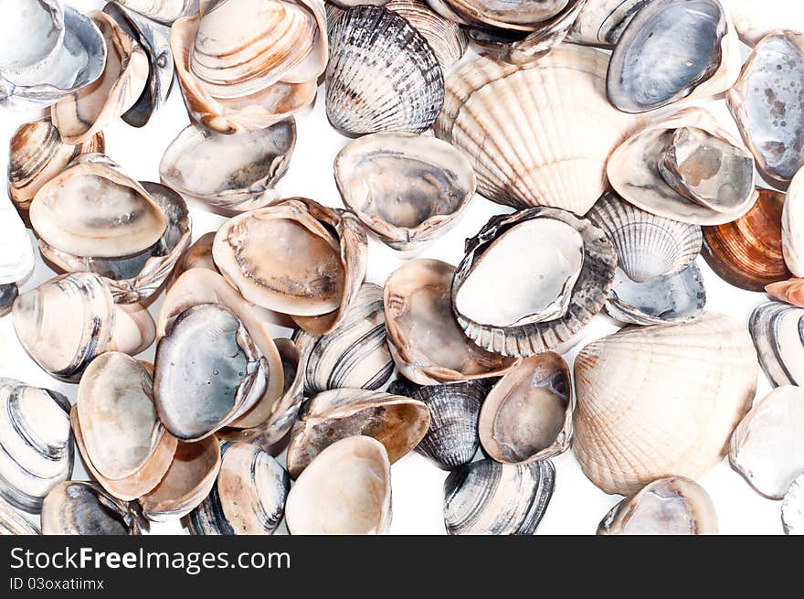 Shells on a white background. Shells on a white background