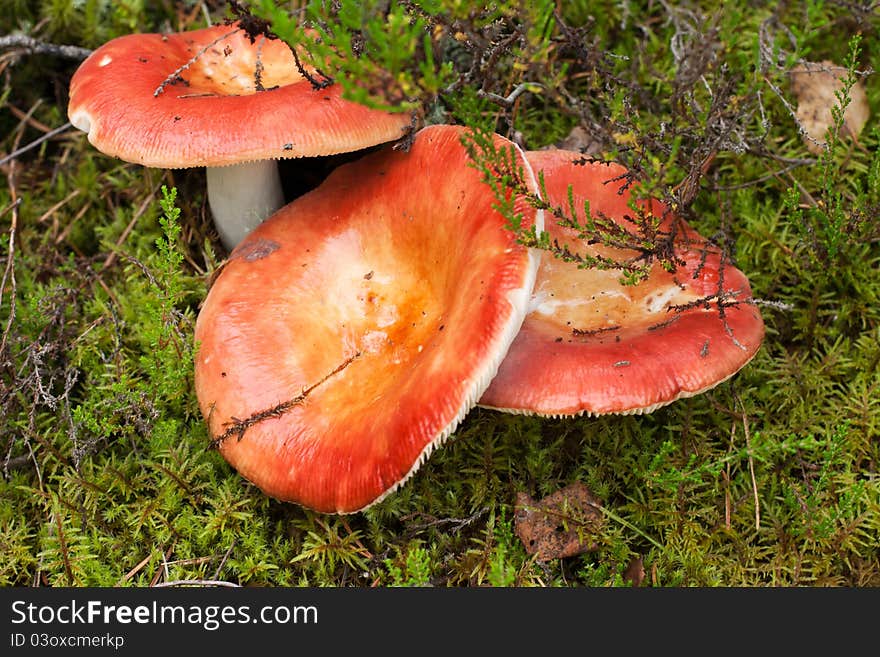 Russula mushroom in the forest moss