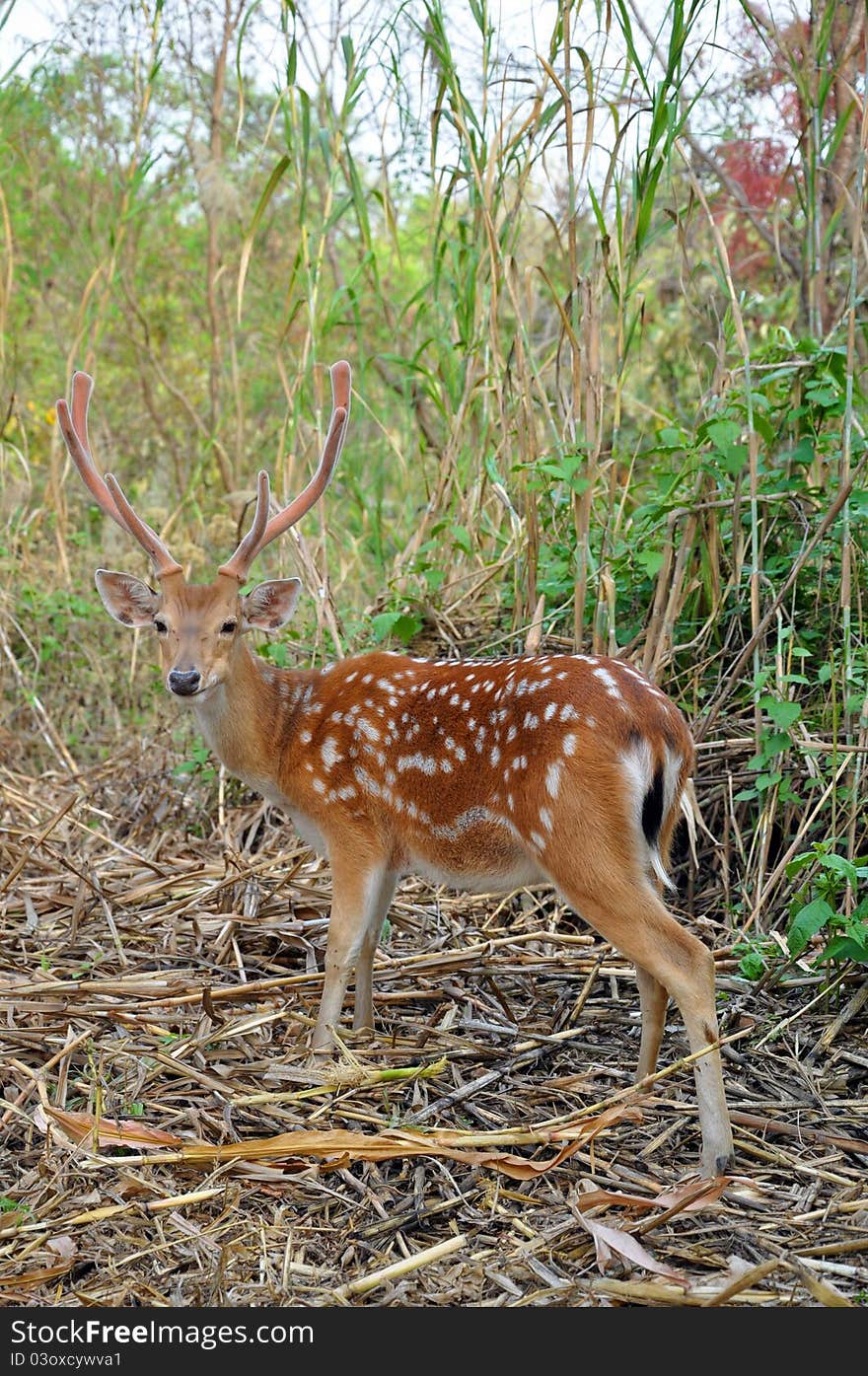 The Sika Deer, Cervus nippon, also known as the Spotted Deer or the Japanese Deer, is a species of deer native to much of East Asia and introduced to various other parts of the world.