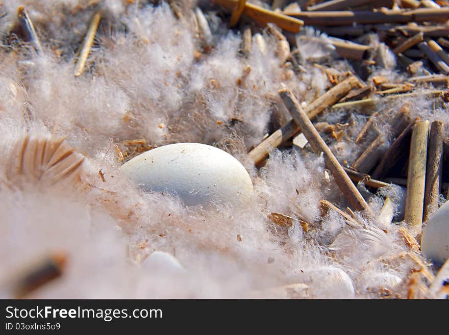 Duck eggs hatched and unhatched nestled amongst reeds and feathers in the marsh. Duck eggs hatched and unhatched nestled amongst reeds and feathers in the marsh.