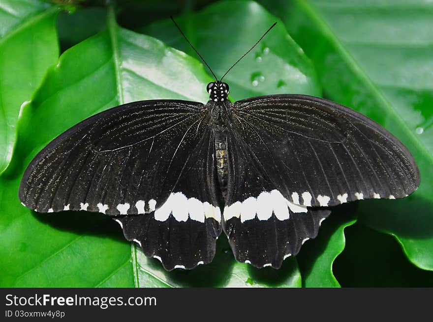 Male Common Mormon