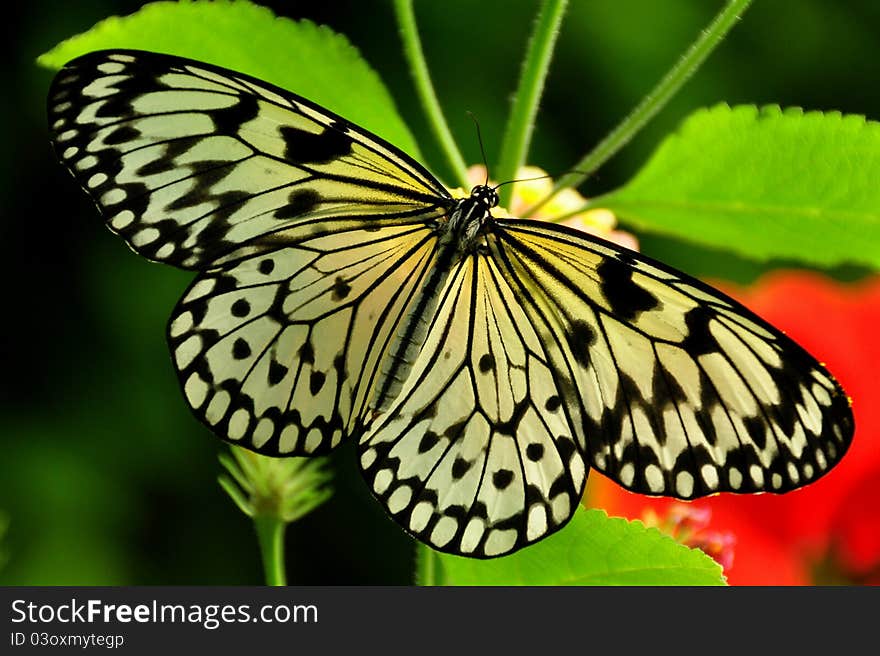 A tree nymph butterfly feeds on nectar during it's busy day. A tree nymph butterfly feeds on nectar during it's busy day.