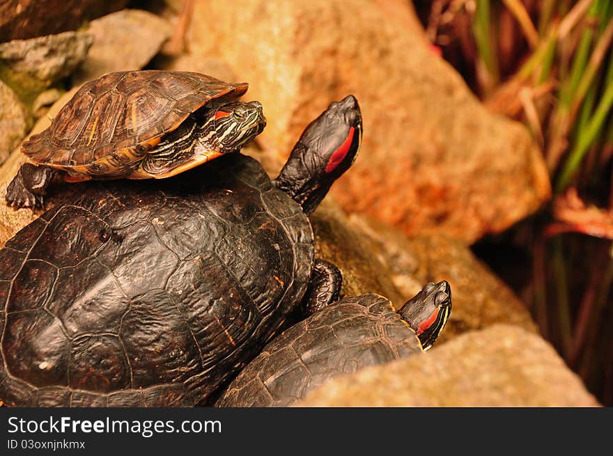 A turtle family gathers around the rock to discuss the day. A turtle family gathers around the rock to discuss the day.