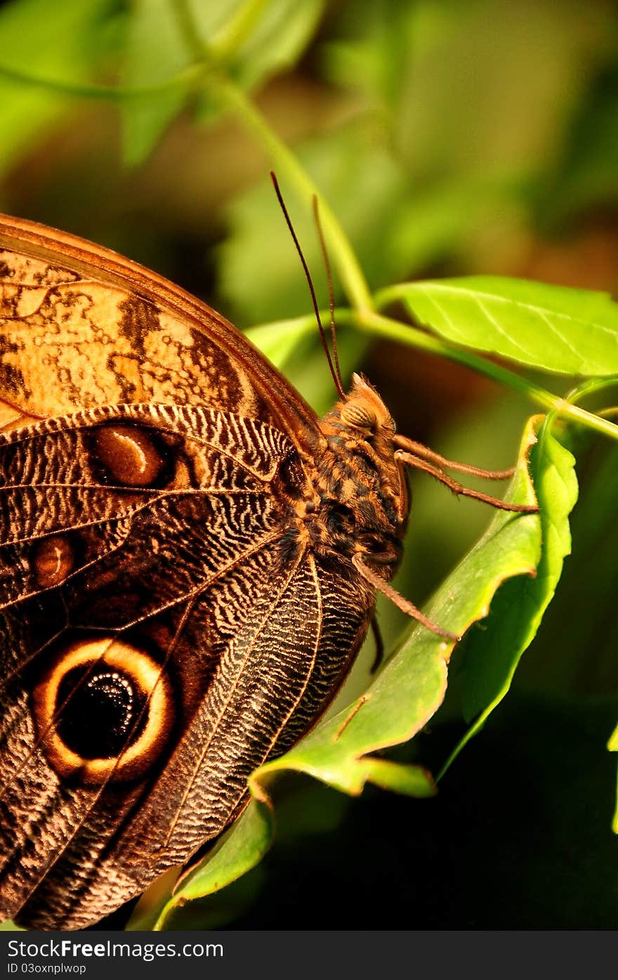 A butterfly grabs some shuteye during it's busy day. A butterfly grabs some shuteye during it's busy day.