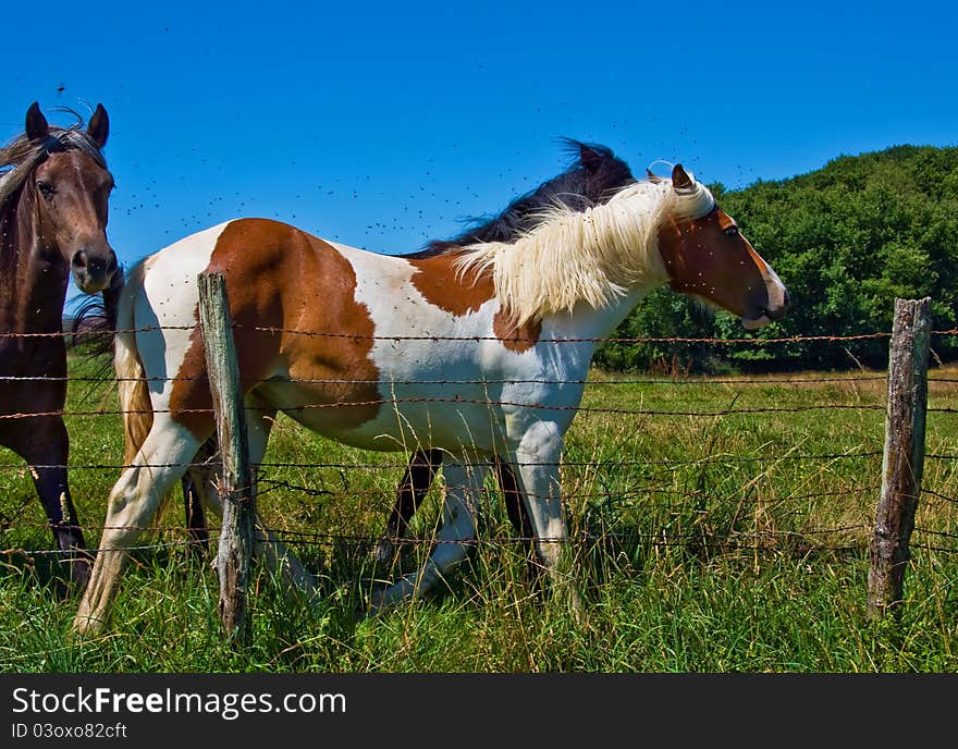 Horses and colts free