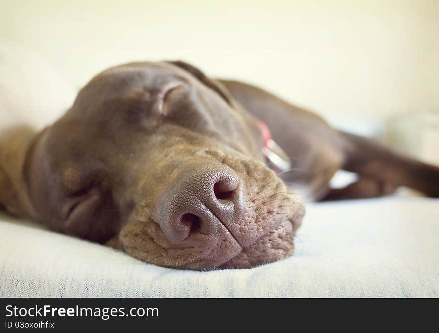 Laying Catahoula in Bed