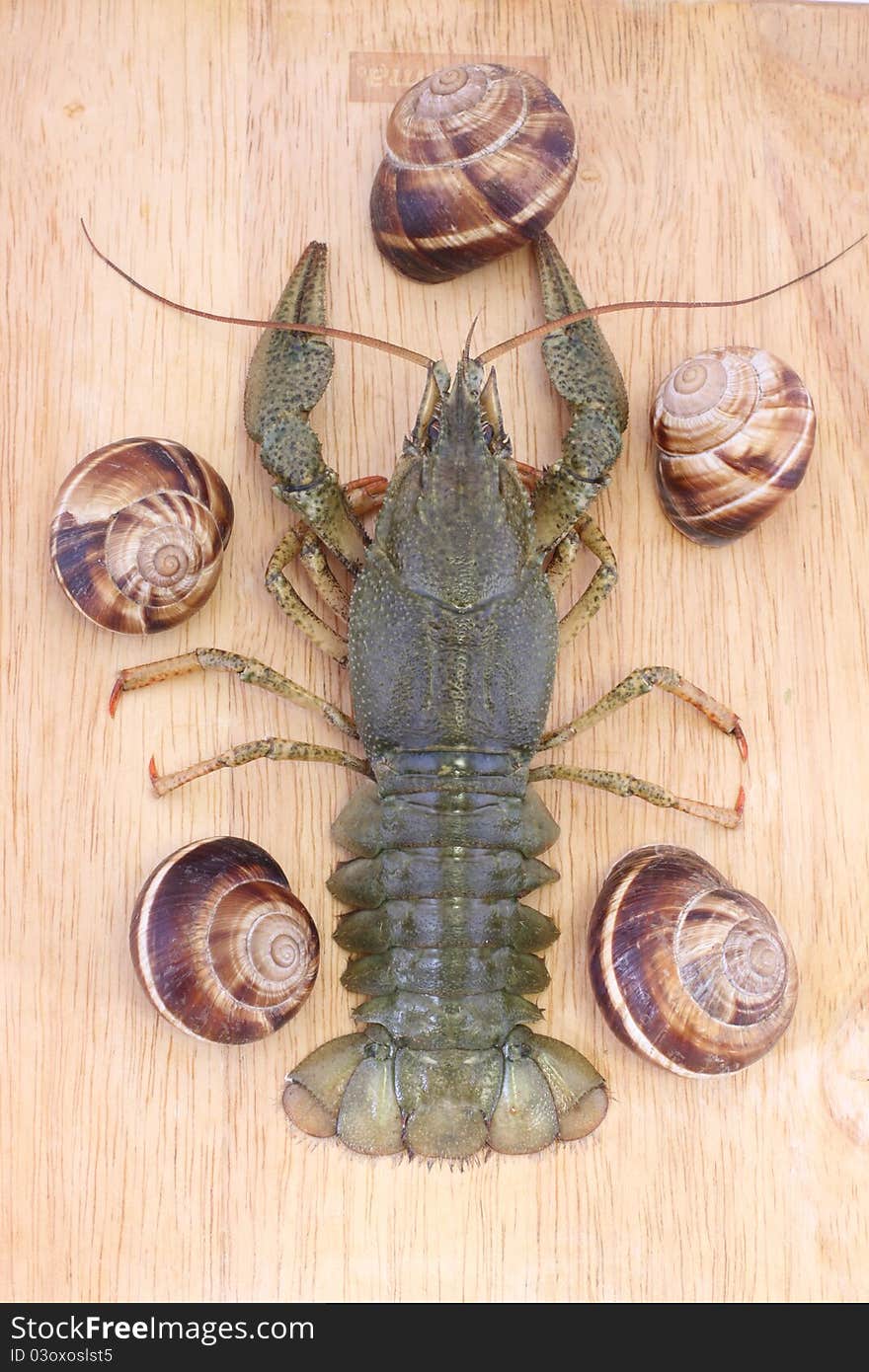 Crayfish on a wood with snails