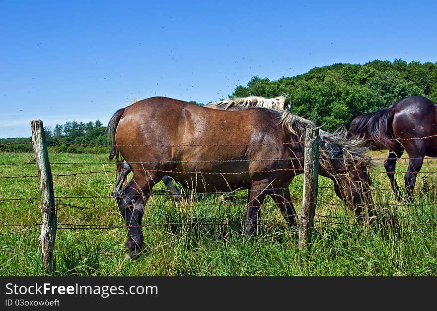 Horses and colts free