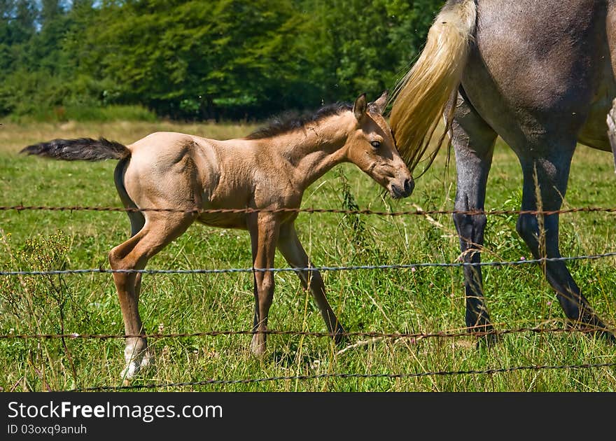 Horses and colts free