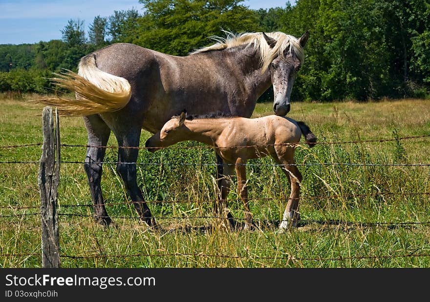 Horses and colts free