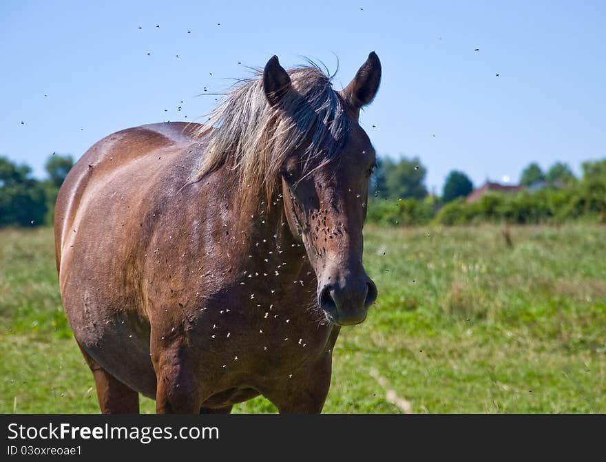 Horses And Colts Free