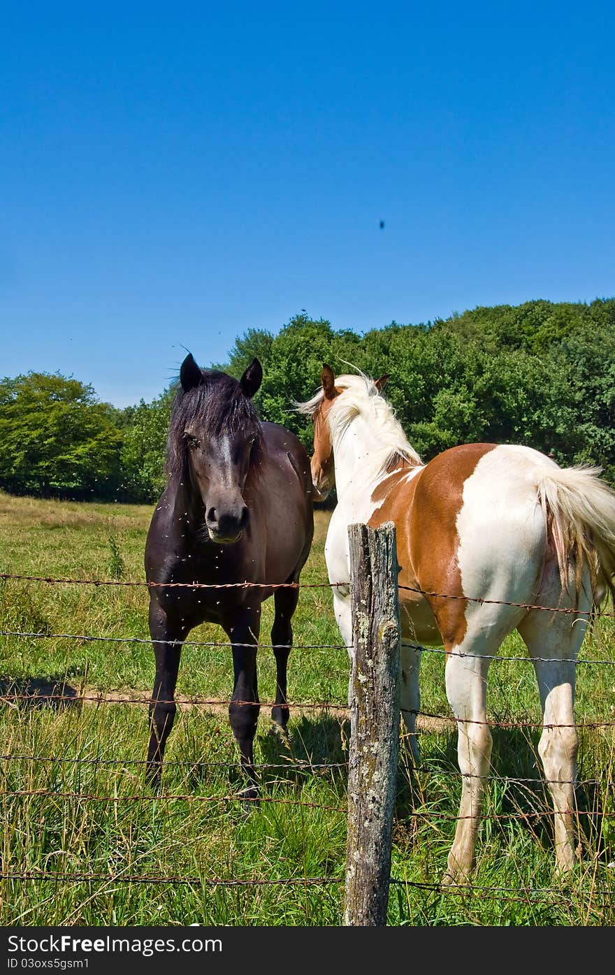 Horses and colts free