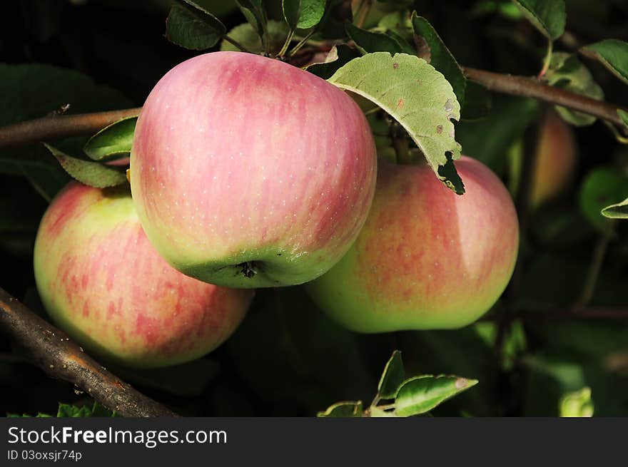 Three red and green apples on the branch with dark background. Three red and green apples on the branch with dark background