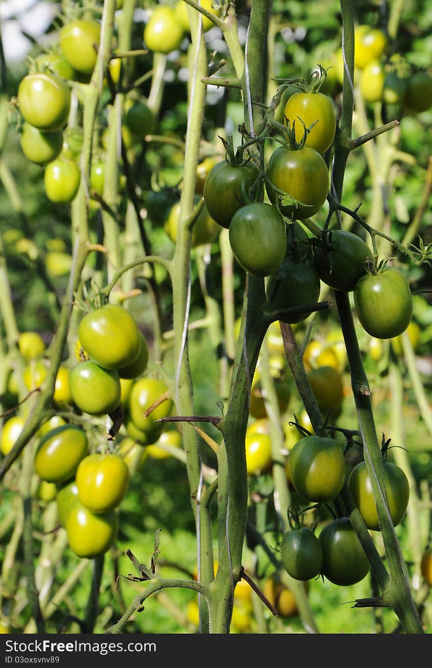 Tomatoes green