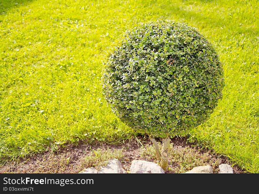 Ball form tree in the garden