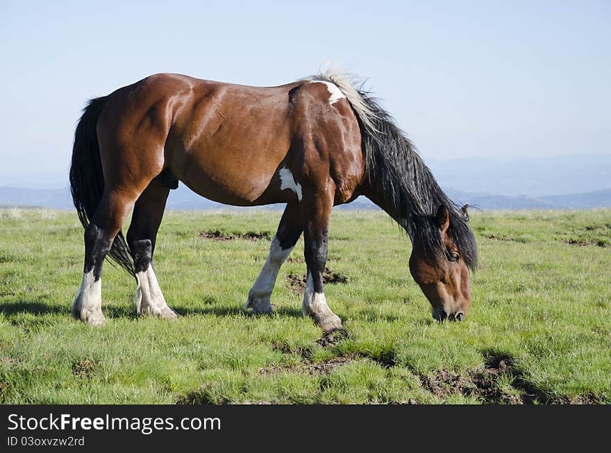 Wild horse