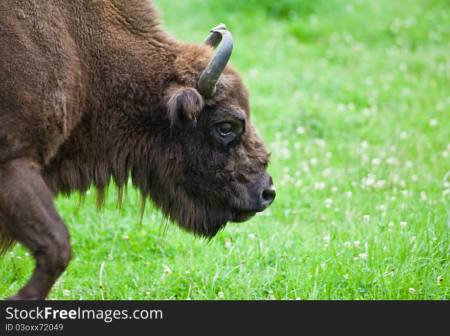 Bison