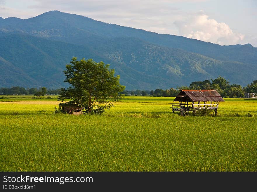 Green rice paddy and hill