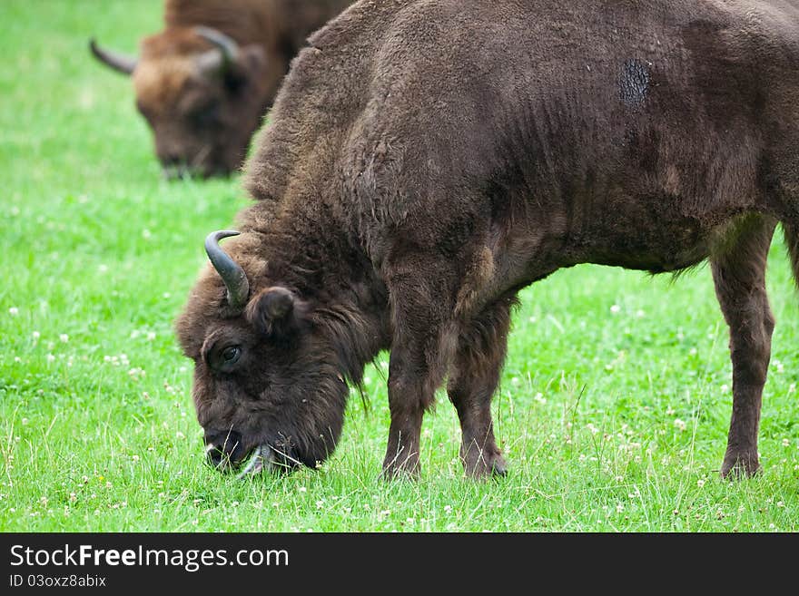 Two bisons on a meadow eating grass. Two bisons on a meadow eating grass