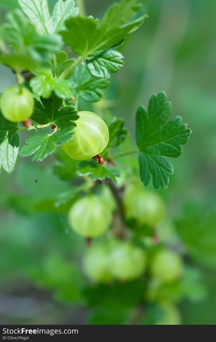 Gooseberries