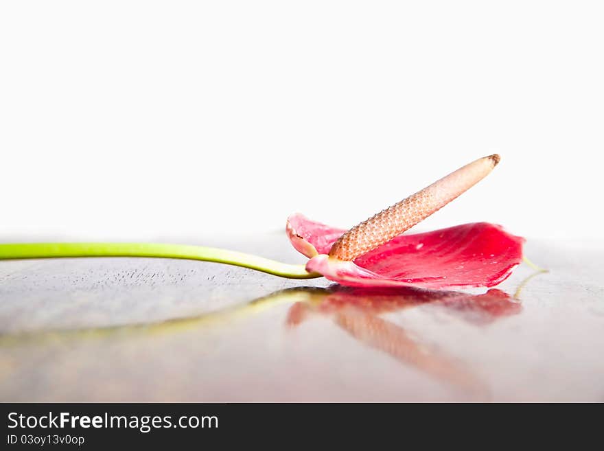 Closeup red blossom against white background