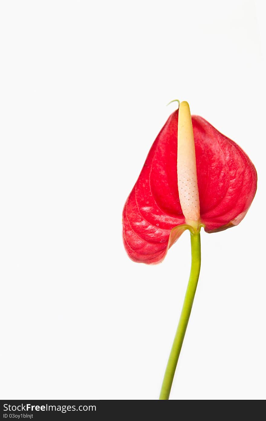 Closeup red blossom against white background