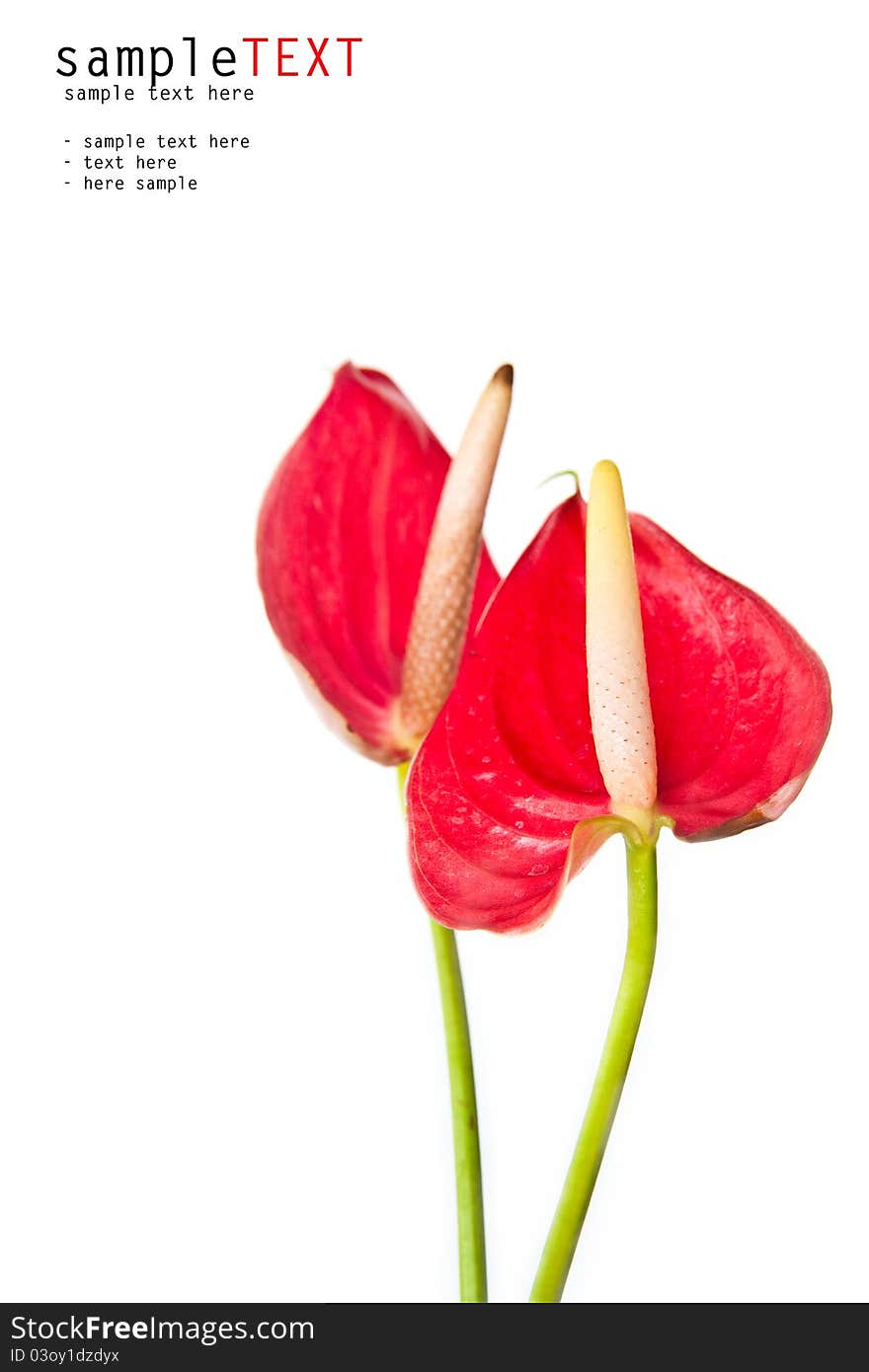 Closeup couple red blossom against white background