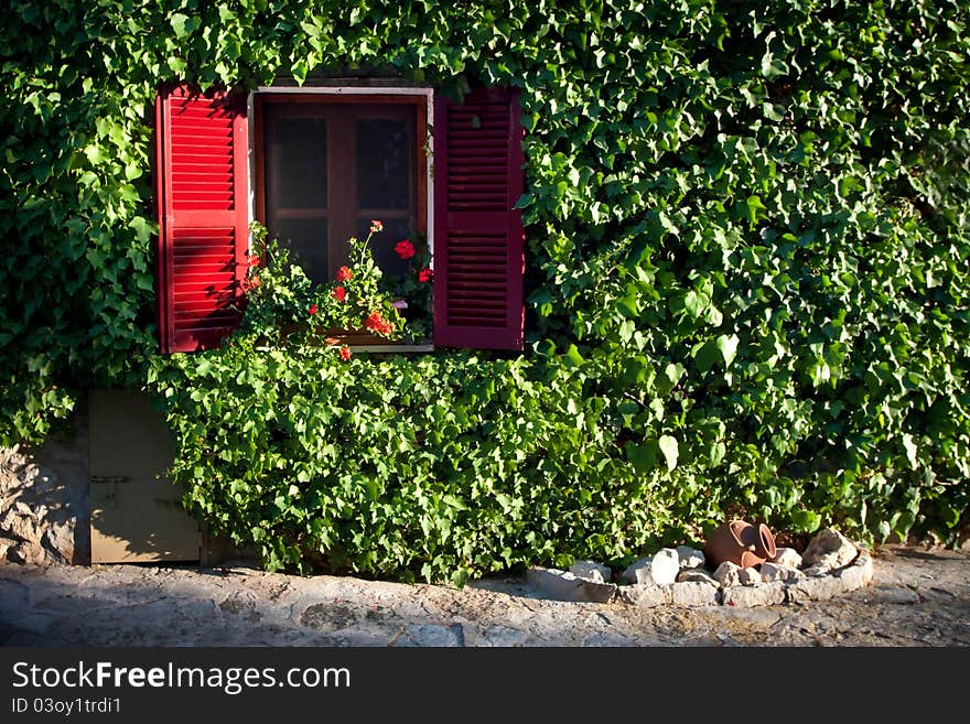 A sunlight ivy covered wall at sunset. A sunlight ivy covered wall at sunset