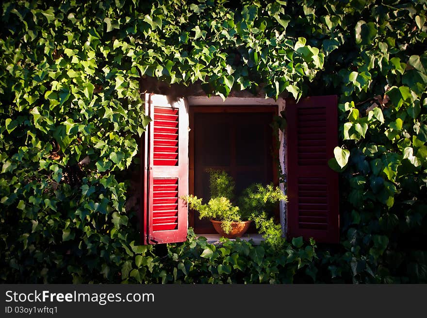 Red window embedded in ivy at sunset. Red window embedded in ivy at sunset