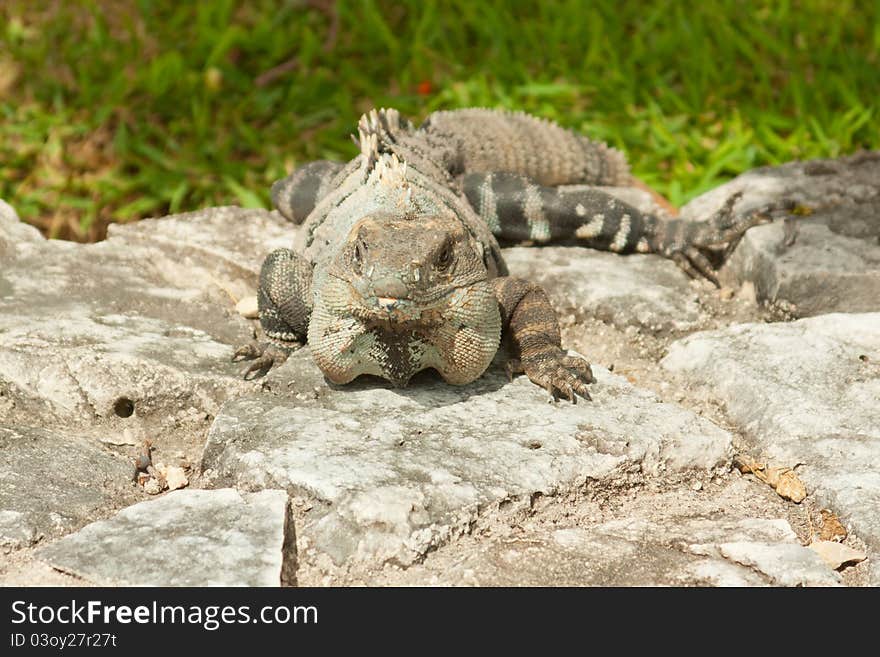 Iguana posing for photograph in Mexico. Iguana posing for photograph in Mexico.