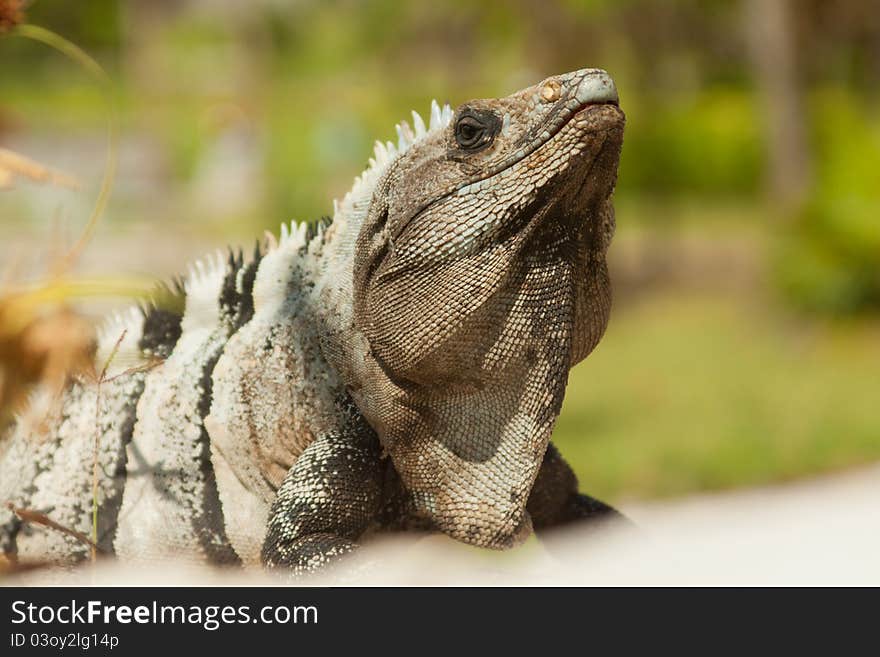 Iguana posing for photograph in Mexico. Iguana posing for photograph in Mexico.