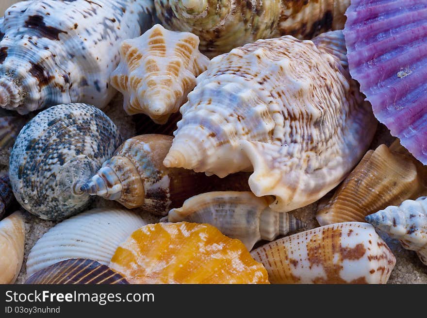 Colourful Sea Shells