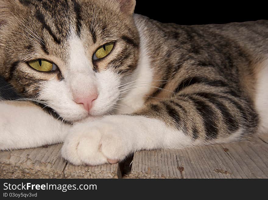 Yellow eyes of the cat lying on the wooden table you look. Yellow eyes of the cat lying on the wooden table you look