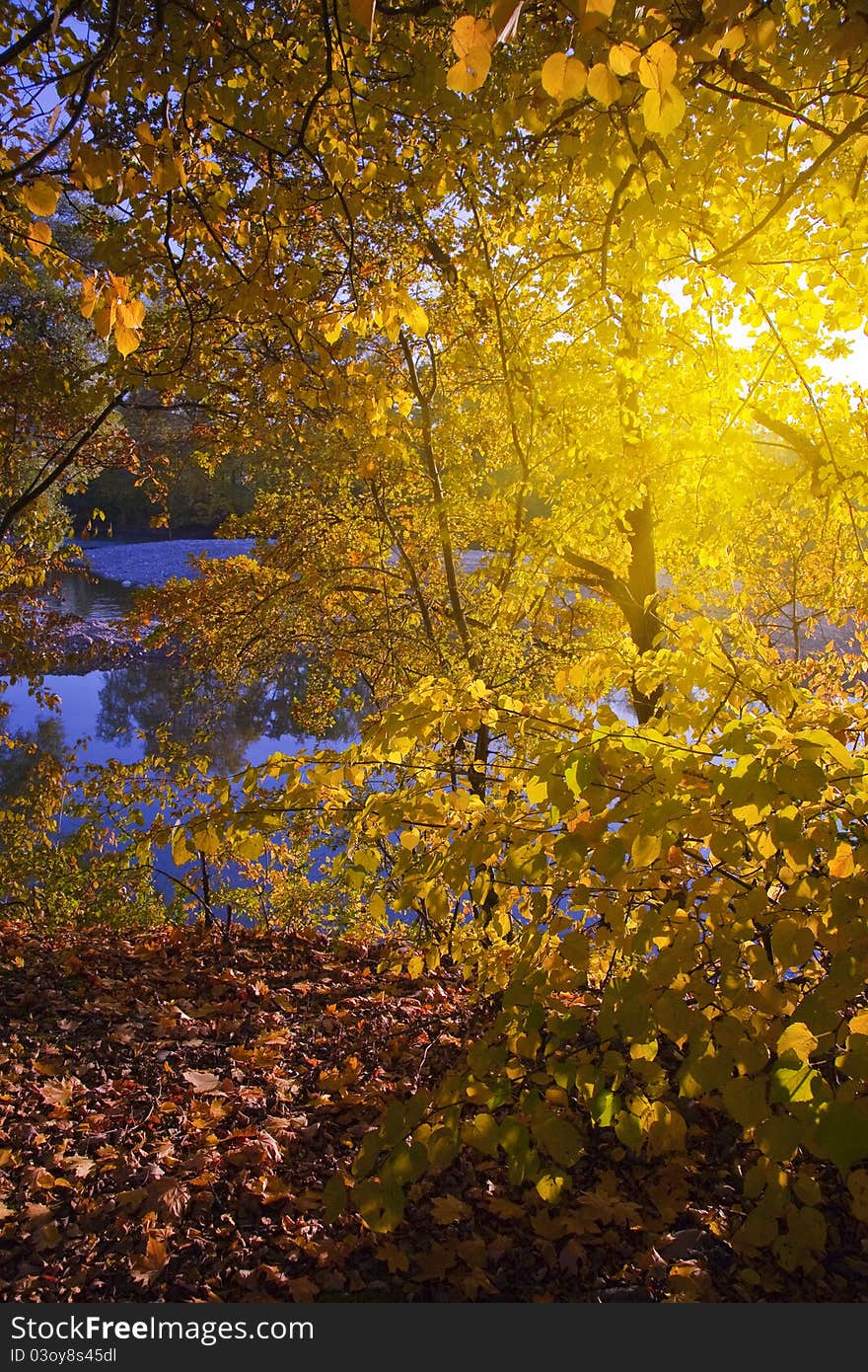 Yellow leaves in the forest by the river, sunshine  trough the autumns trees. Yellow leaves in the forest by the river, sunshine  trough the autumns trees