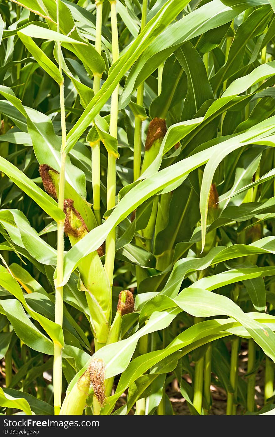 Corn ears on the stalk in a agriculturial field in northeastern Colorado, USA. Corn ears on the stalk in a agriculturial field in northeastern Colorado, USA