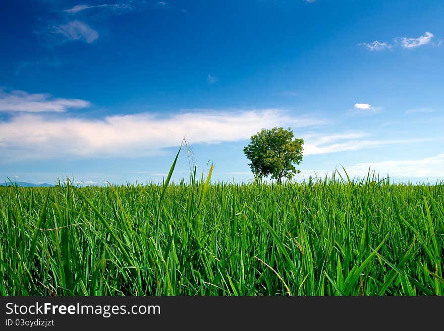 A single tree on the rice field and blue sky.